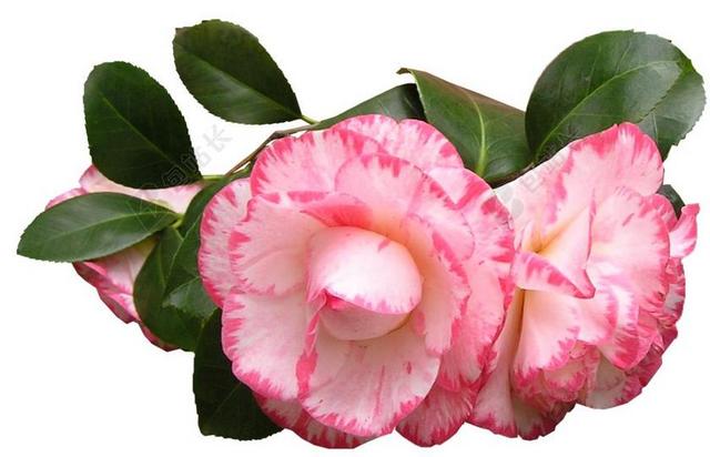 茶花 鲜花 叶子 粉红色