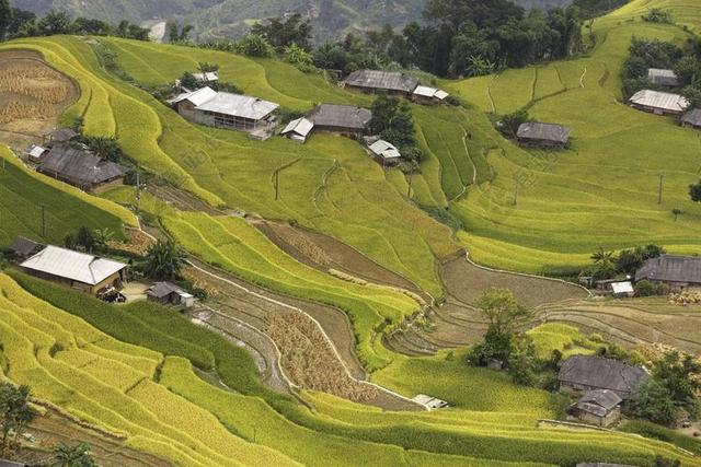 越南 米 稻田 凯西 回避 HOANGSUPHI 旅行 景观