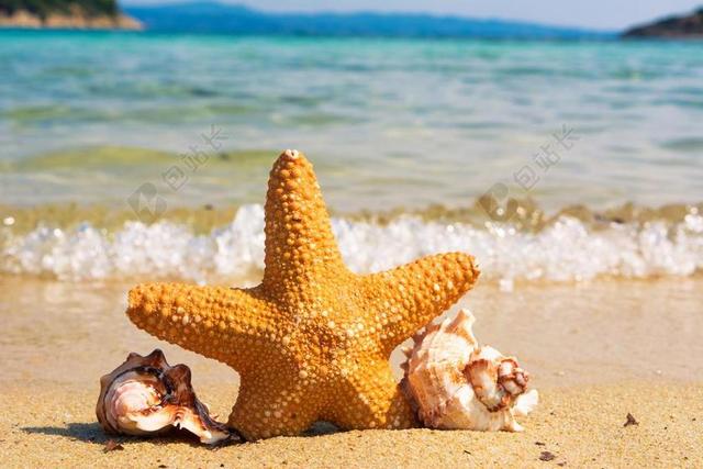 海滩上的贝壳和海星背景图片