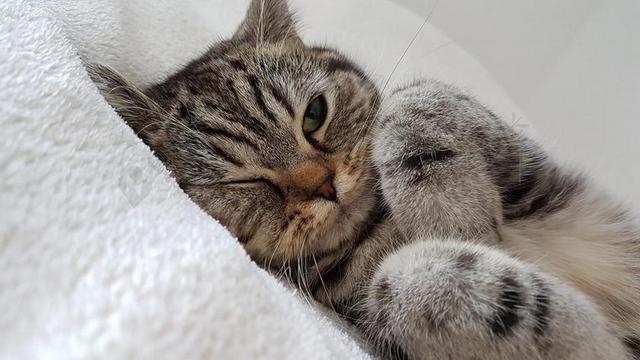 猫 毛皮 白 眼 猫眼石 耳朵 猫耳朵 猫耳 宠物