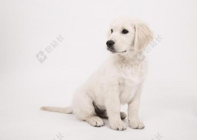 狗 金毛猎犬 小狗 纯种狗 可爱 宠物 动物 年轻 小