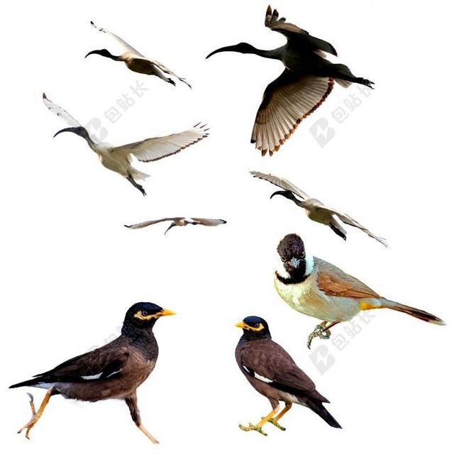 鸟 MINA鸟 动物 白色朱鹭 白耳夜莺 PNG 透明 自然