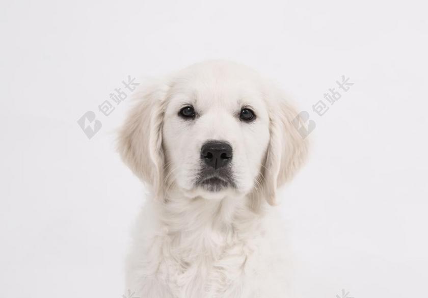 狗 金毛猎犬 小狗 纯种狗 可爱 宠物 动物 年轻 小