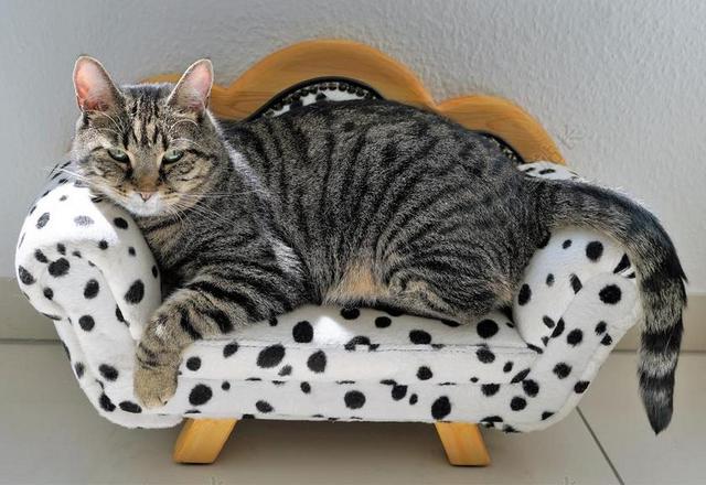 猫 虎 沙发 DALMATIANS 狗 家具 职业倦怠 动物