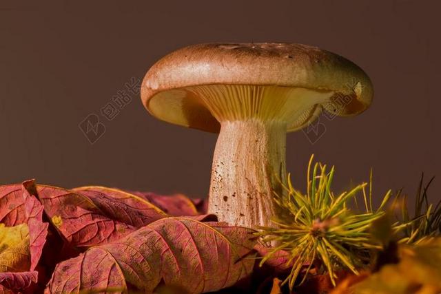 蘑菇 秋天的落叶 森林蘑菇 木耳 秋季 叶子 层状