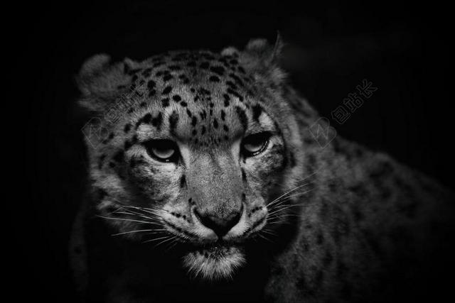 雪豹 猫 豹 性质 猎人 威胁 关闭