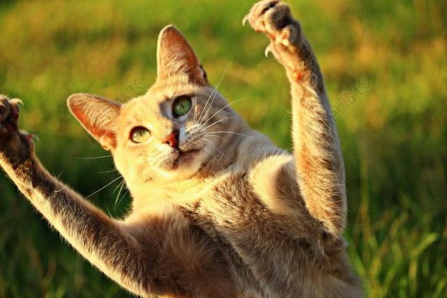 猫 MIEZE 爪 播放 彪 鲭鱼 虎 国内的猫 小猫