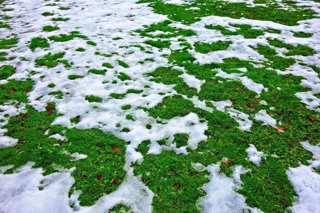 雪 冰雪融化 冬天 雪中的草地上 熔点 草
