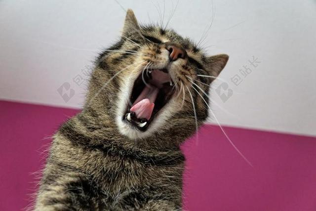 猫 虎 TIGERLE 条纹 麻烦 累 动物 捕食 危险