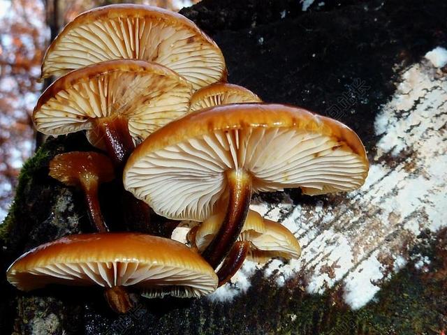 蘑菇 森林 秋季 性质 有毒 蘑菇采摘 苔 树菌 树桩
