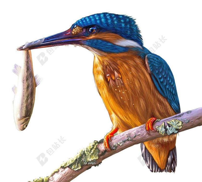 绘画 翠鸟 鸟 丰富多彩 绘 条例草案 科 羽毛 蓝色