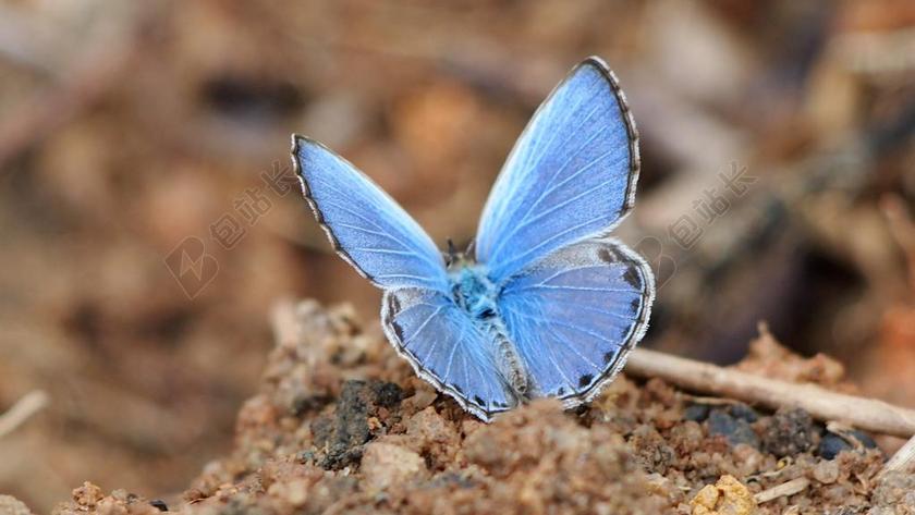 蝴蝶 蓝色 兰粉蝶 昆虫 自然