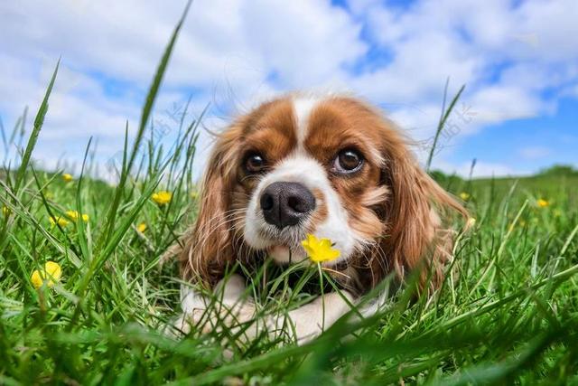 狗 宠物 动物 骑士 国王 查尔斯 · 史宾格犬 白 可爱