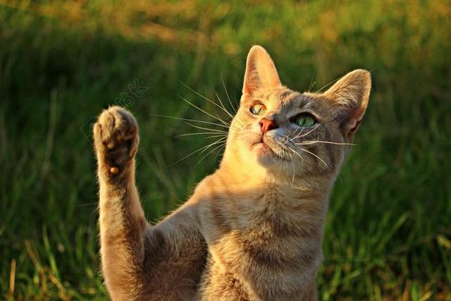 猫 鲭鱼 爪 爪子 魔爪 MIEZE 小猫 虎猫 品种猫