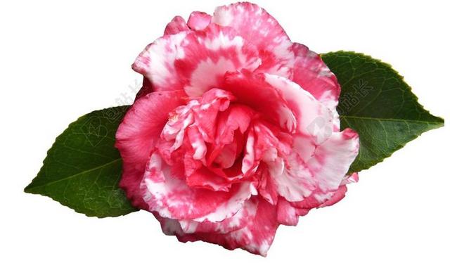 茶花 花 春