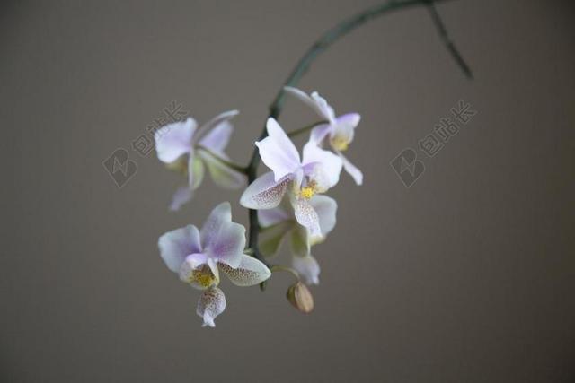 兰花 粉红色的兰花 花 特写 兰花的花瓣