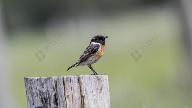 自然写真 STONECHAT 性质