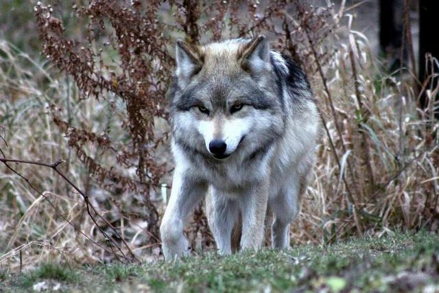 狼 墨西哥 野生动物 野生 自然 狗 捕食者 动物 肉食动物