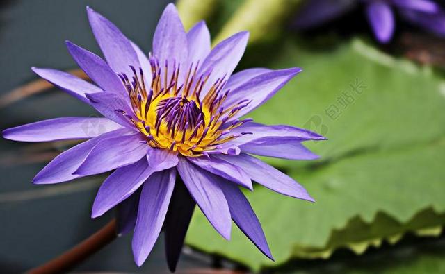 睡莲 独独黄 水生植物 开花 池塘 花园池塘