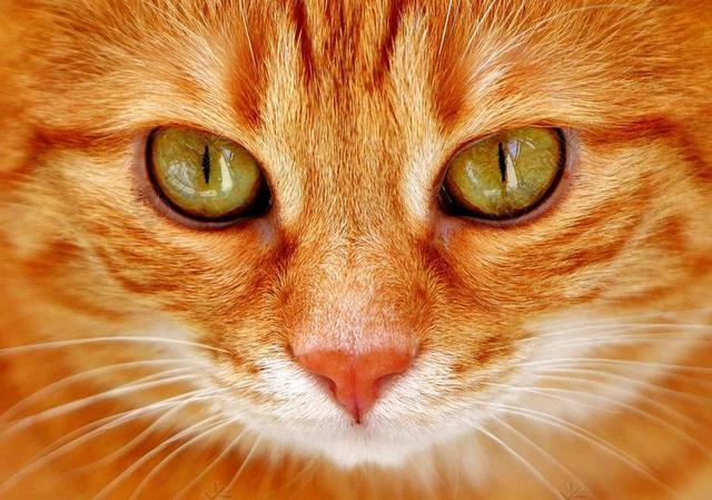 猫 眼睛 猫的眼睛 面对 虎 鲭鱼 红猫 甜 小猫