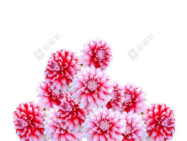娇琴纱 珠宝首饰大丽花 秋花开花 花园 开花 厂 花 园林植物