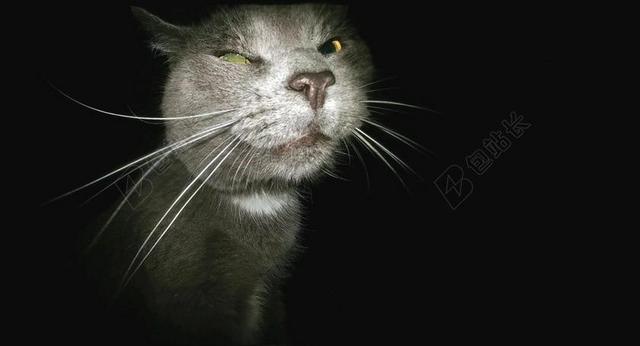 猫 搞笑 跟踪者 履带板 面对高飞 动物 可爱 宠物 猫的