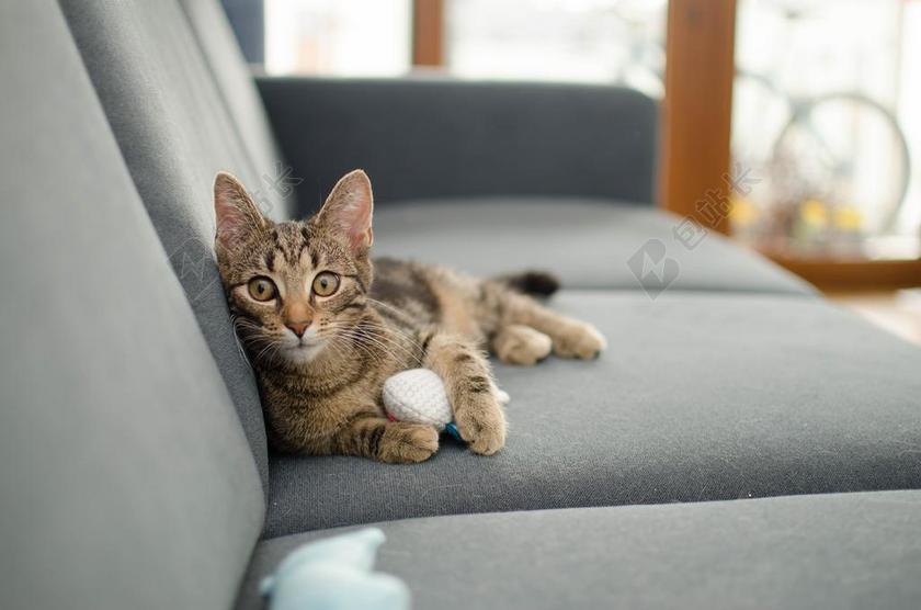 猫 家猫 动物 小猫 看着猫 大花猫 躺猫 放宽