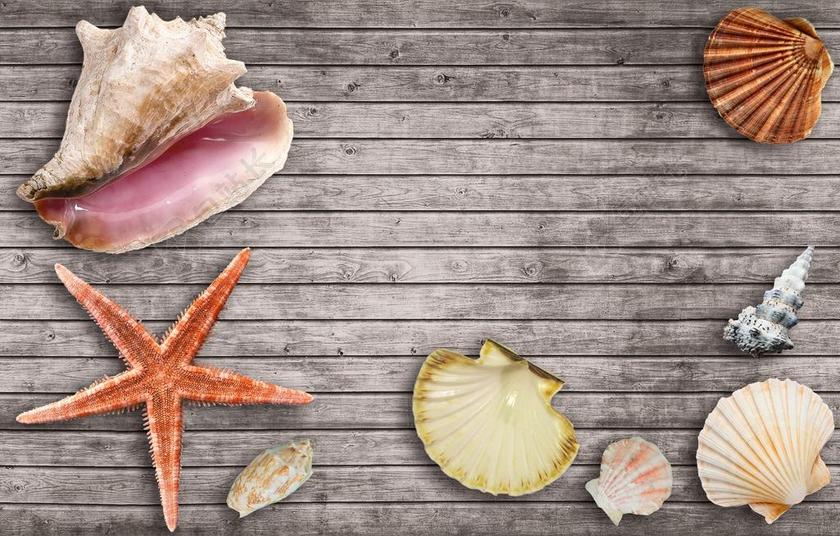 假期 夏季 太阳 夏天派 SOMMERFEST 外壳 海星