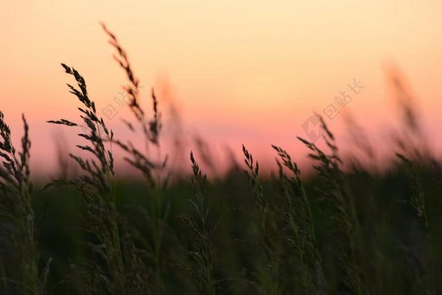 玉米 日落 性质 绿色 植被 夏天 颜色 野生植被 植物