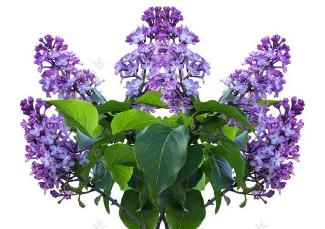 紫丁香 春天 紫丁香花 紫丁香树 紫色的小花 布什 紫 鲜花
