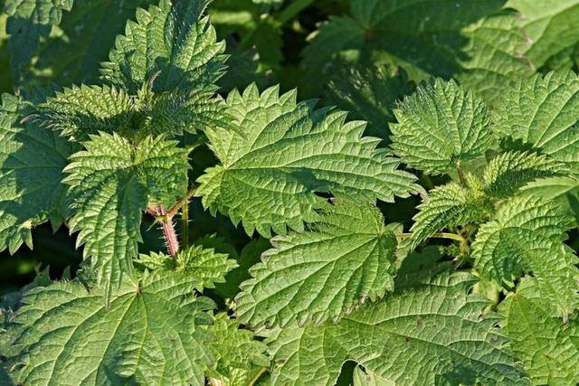 刺荨麻 荨麻科 性质 荨麻 烧伤 物理疗法 草药 野生中草药