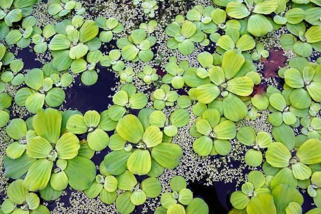 水 厂 池塘 植物园 花园 公园 性质 芦苇 花 上水
