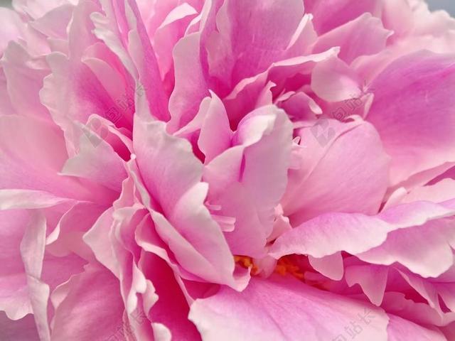 牡丹 心的牡丹 花 粉色 花瓣 诗