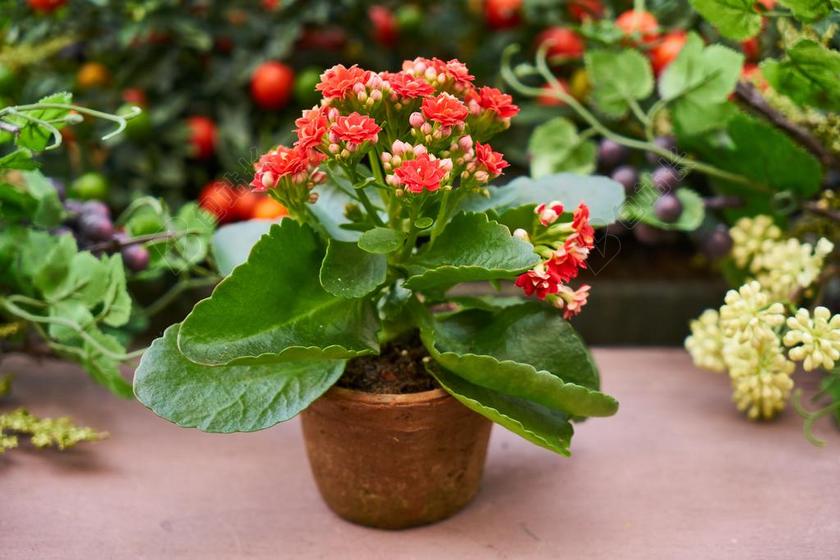 花卉 花盆 性质 生活 氧气 叶绿素 自然 花园 春 宏