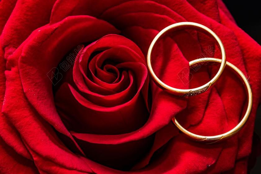 红色的玫瑰和金色的戒指背景图片