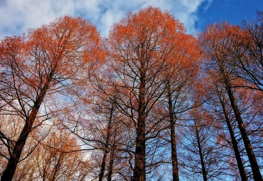 树的顶端 树 松树 秋天的树木 高大 直 树干 上升 红色