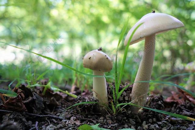 蘑菇 森林 性质 蘑菇采摘 关闭 森林蘑菇 潮湿 树菌