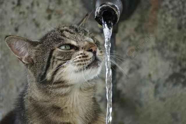 猫 GETIEGERT 虎 毛皮 可爱 眼睛 口渴 水 喷泉