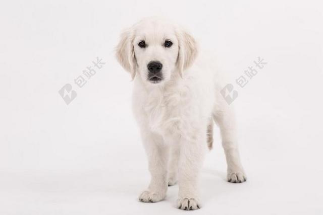 狗 金毛猎犬 小狗 纯种狗 可爱 宠物 动物 年轻 小