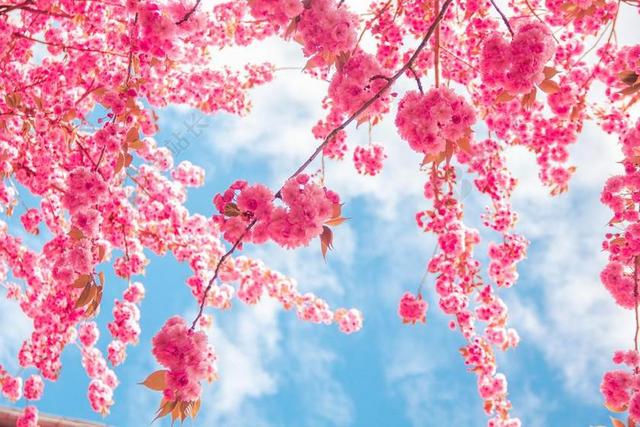 春天 鲜花 基尔希花  性质 春暖花开 盛开 关闭 厂