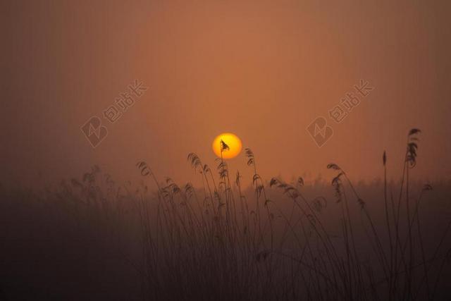 傍晚的芦苇和金色的太阳背景图片