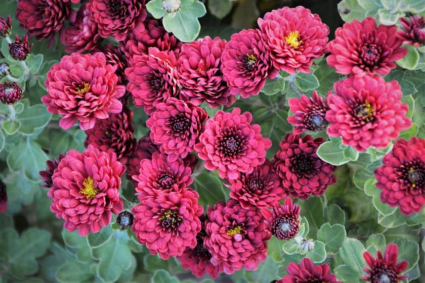 花卉 奇切瓦文动 鲜艳的色彩 鲜花 菊花 自然的色彩 粉红色