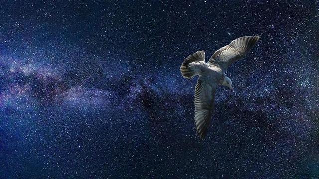 宇宙 鸟 空间 星星 幻想 天空 自然 动物 银河 黑