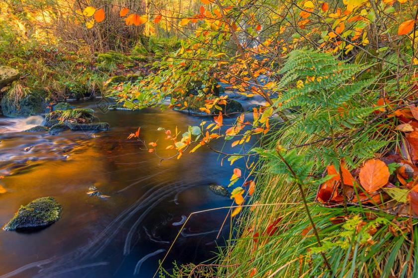 河边的草丛背景图片