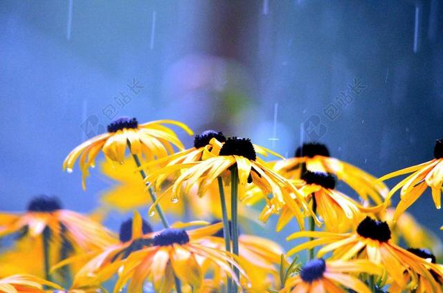 鲜花 阴雨天气 花 湿 关闭 雨滴 性质 厂 花园 夏季