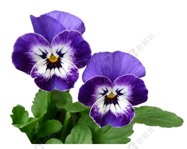 三色堇 紫色 植物 花园