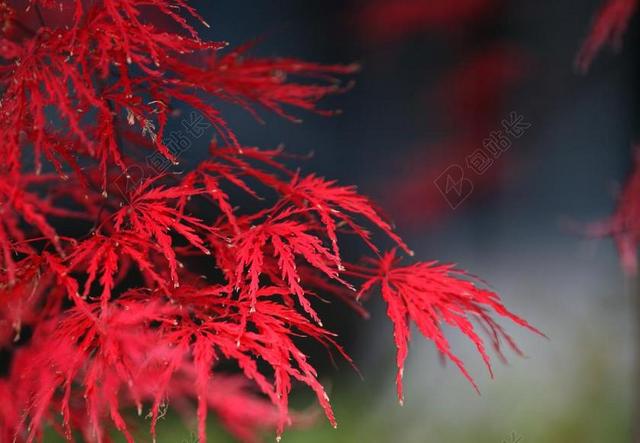 秋天的树叶 秋季 红色 木材 树叶 叶 大自然 景观 汉城