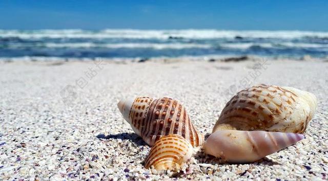 贝壳 外壳 沙 海 自然 海滩 海洋 热带 夏天 白