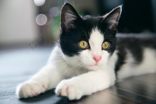猫 动物 小猫 可爱 眼睛