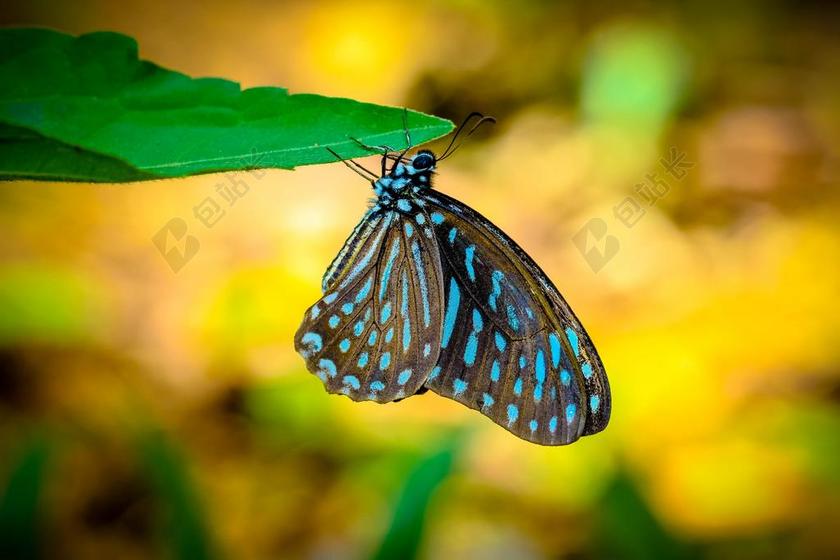 绿色的叶子和蝴蝶背景图片